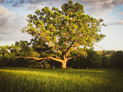 Lone Oak Farm Brewing Company