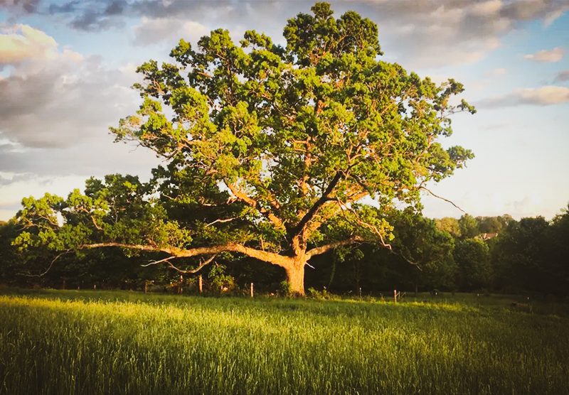 Lone Oak Farm Brewing Company